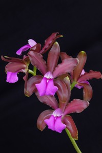 Cattleya bicolor ssp. Braziliensis RB Mega SanBar Bronze HCC/AOS 77 pts.